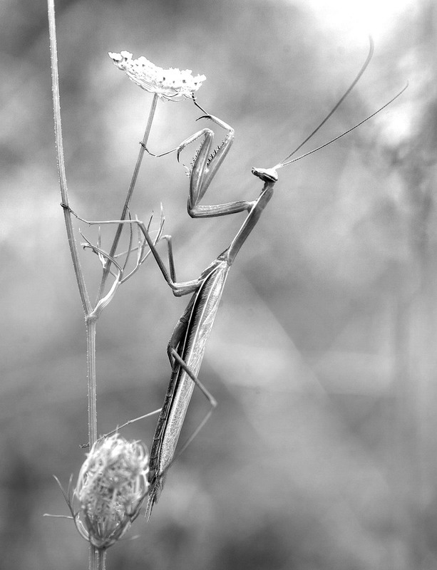 Фотографія Макро / Стёпка / photographers.ua