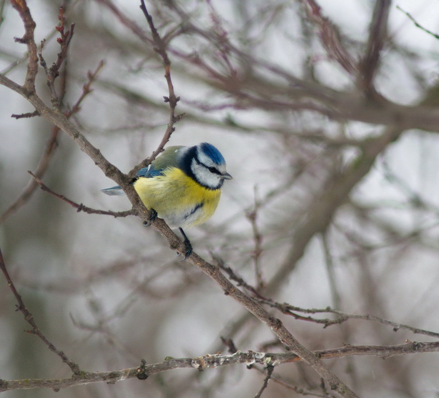 Фотографія Животные / Стёпка / photographers.ua