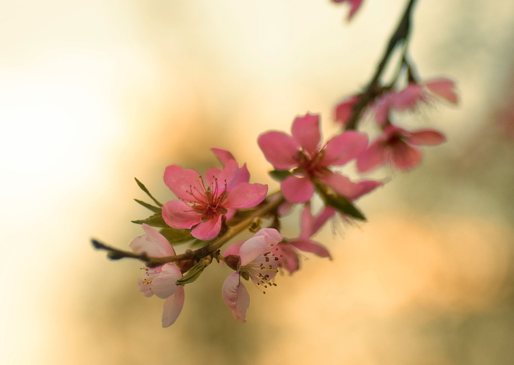 Фотографія Разное / Стёпка / photographers.ua