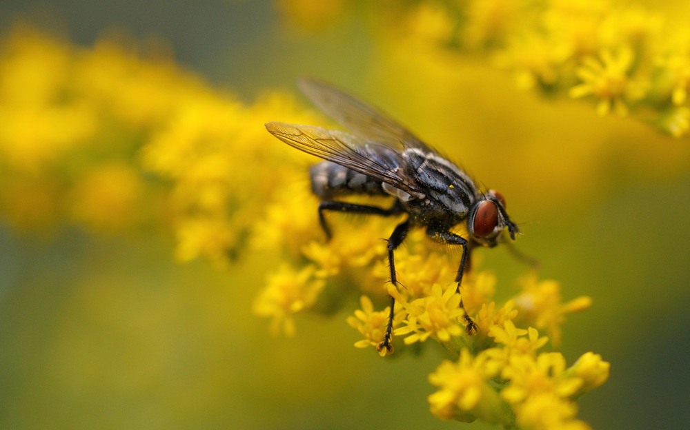 Фотографія Макро / Стёпка / photographers.ua