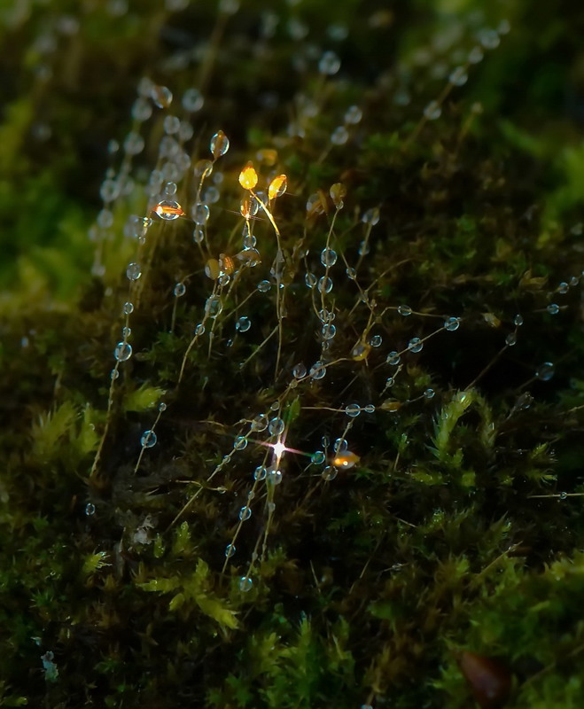 Фотографія лісові ліхтарики / Max Tereshchenko / photographers.ua