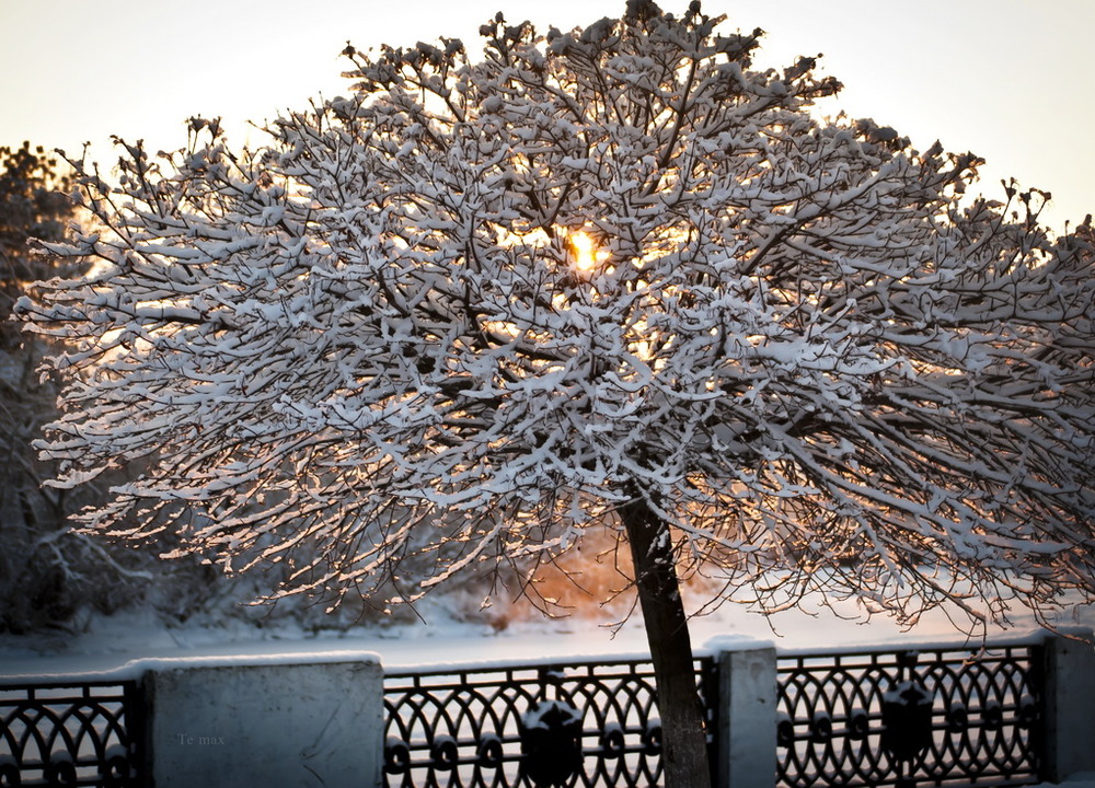 Фотографія зимнее солнце / Max Tereshchenko / photographers.ua