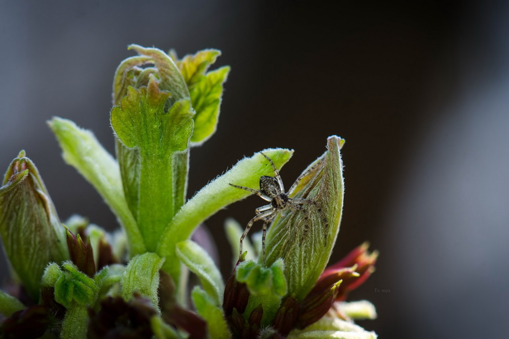 Фотографія in green / Max Tereshchenko / photographers.ua