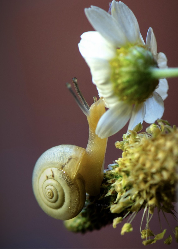 Фотографія мои любимые ромашки.. / Max Tereshchenko / photographers.ua