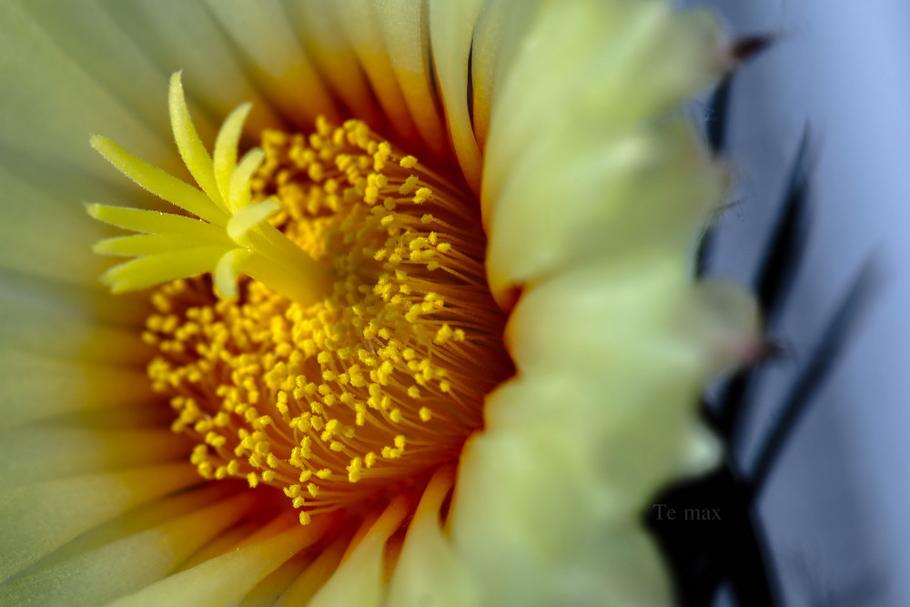 Фотографія когда цветут колючки / Max Tereshchenko / photographers.ua
