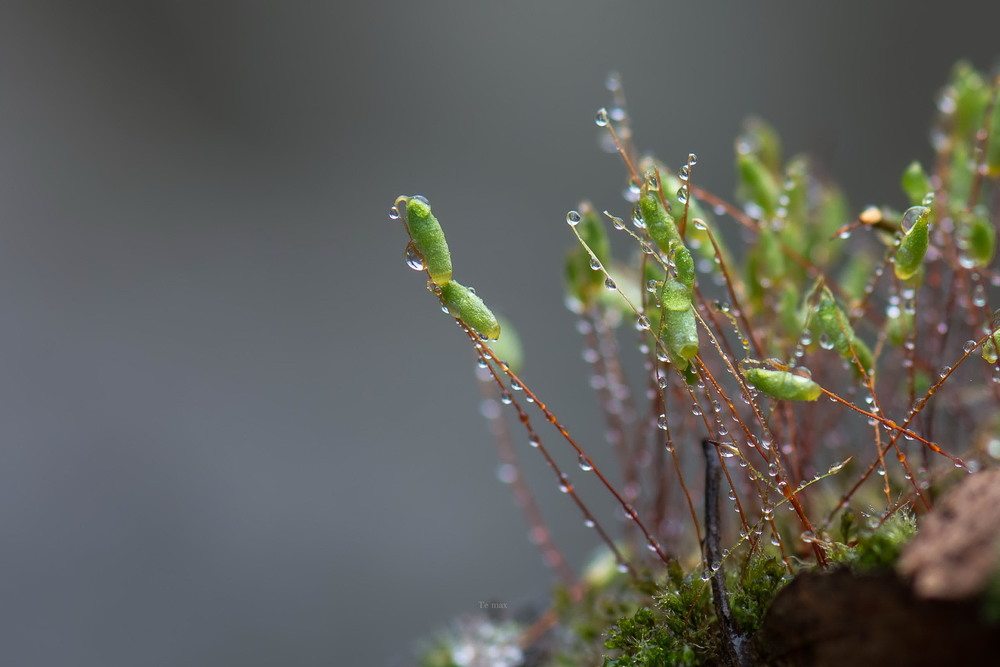 Фотографія когда колосится мох.. / Max Tereshchenko / photographers.ua
