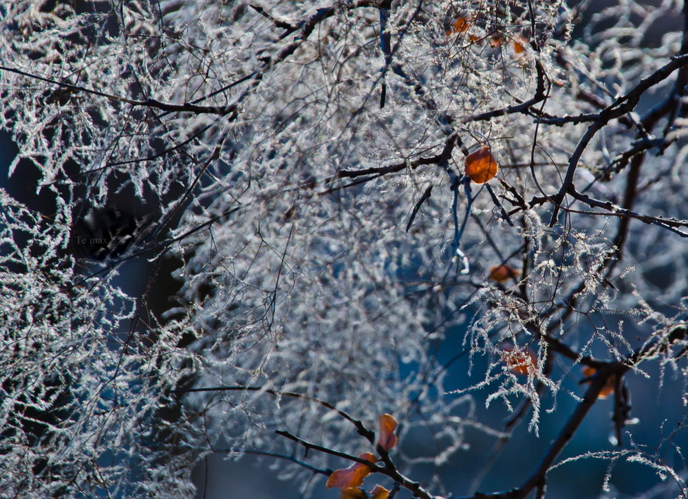 Фотографія осень-зима / Max Tereshchenko / photographers.ua