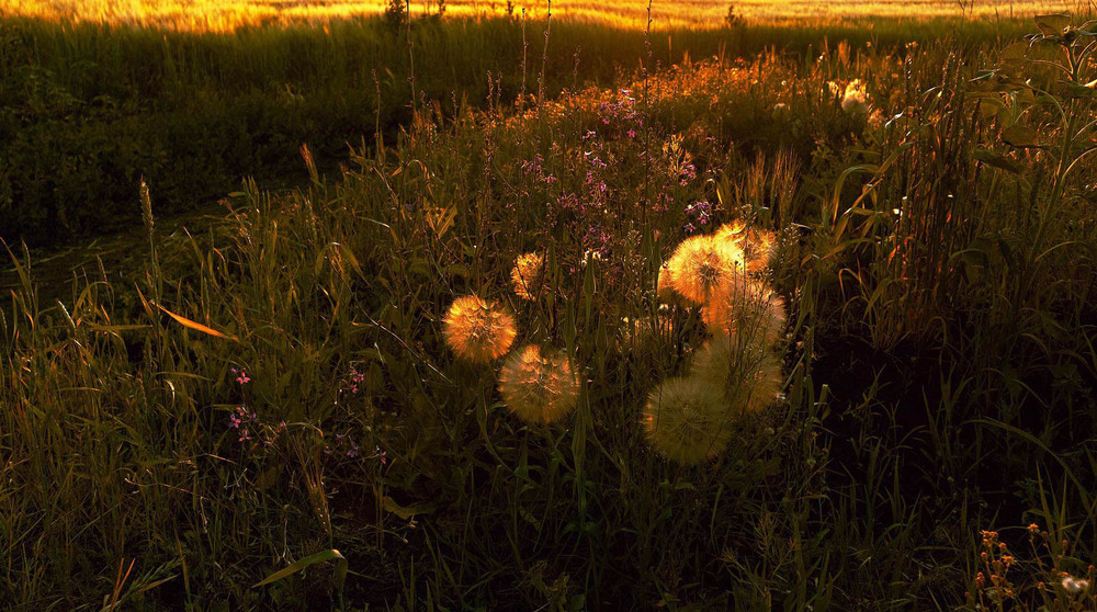 Фотографія Последние минуты перед заходом солнца. / Андрей Шуба / photographers.ua