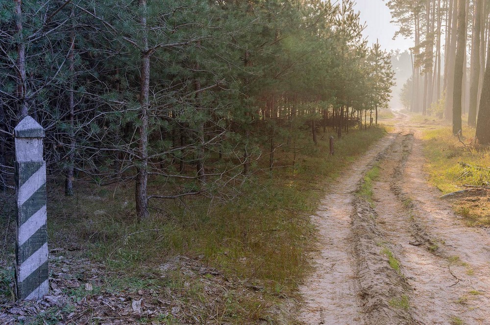 Фотографія Утро в Таволжанском лесу. / Андрей Шуба / photographers.ua