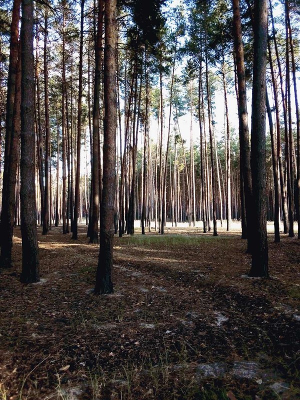 Фотографія В лесу. / Наталка.. / photographers.ua