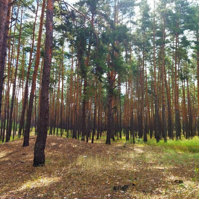 Фотографія Летом в лесу... / Наталка.. / photographers.ua