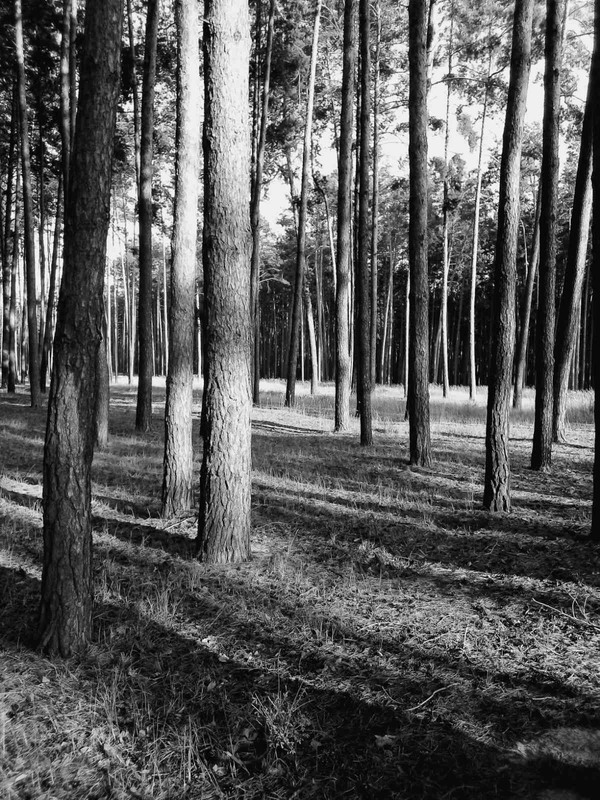 Фотографія В лесу... / Наталка.. / photographers.ua