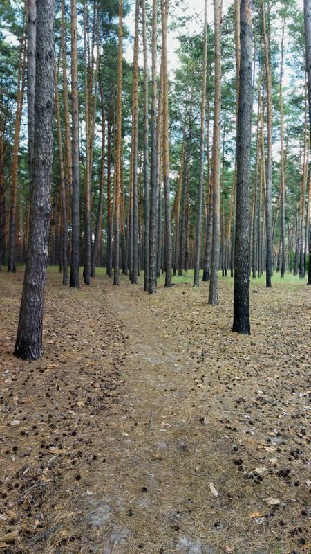 Фотографія Летом в лесу... / Наталка.. / photographers.ua