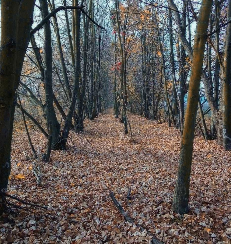 Фотографія Опавшие  листья / Наталка.. / photographers.ua