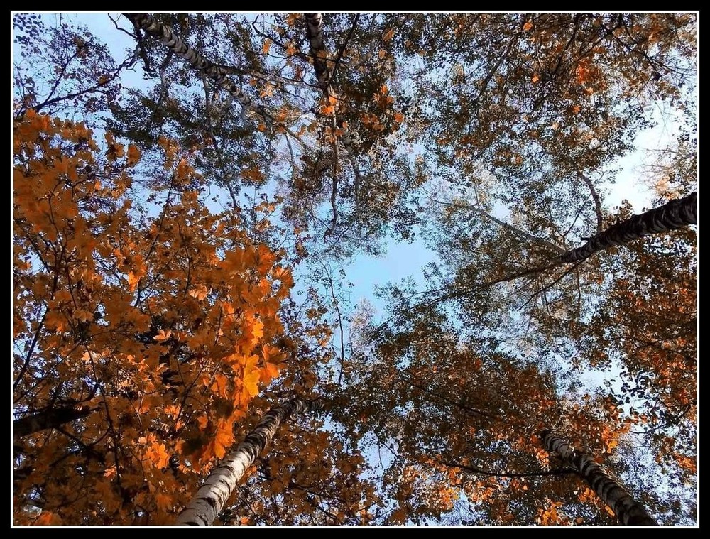 Фотографія осень  красочно  рисует..... / Наталка.. / photographers.ua