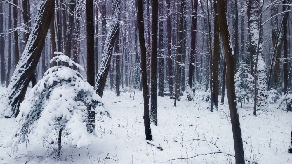 Фотографія Зима,,, / Наталка.. / photographers.ua