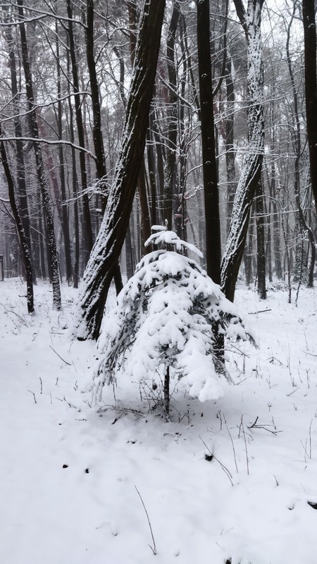 Фотографія Ёлка под снегом,,,, / Наталка.. / photographers.ua