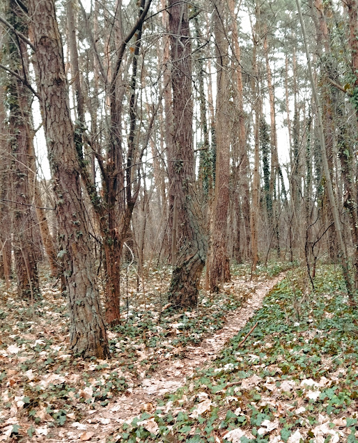 Фотографія В лесу... / Наталка / photographers.ua