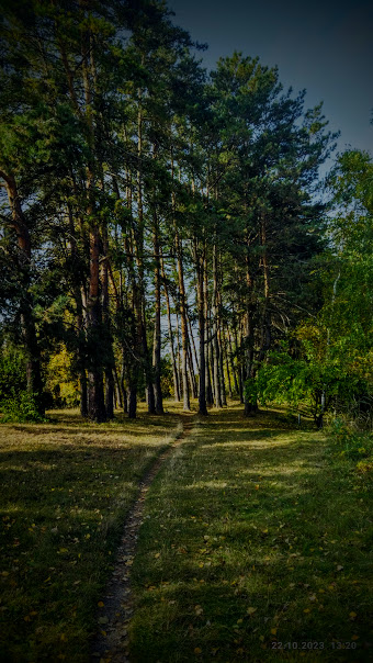 Фотографія В лесу / Наталка.. / photographers.ua