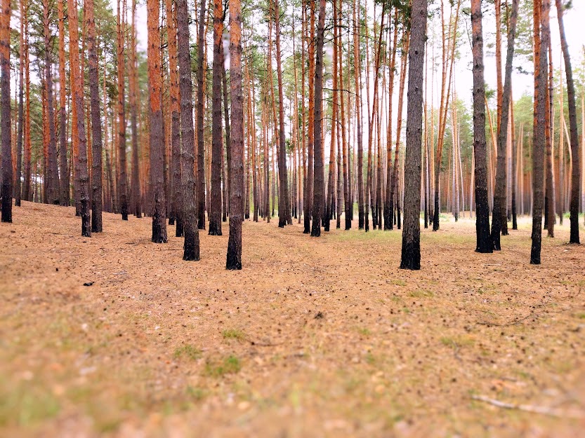 Фотографія В лесу / Наталка / photographers.ua