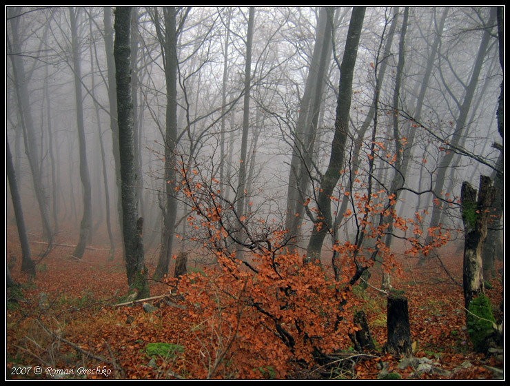 Фотографія Осінній туман / Roman Brechko / photographers.ua