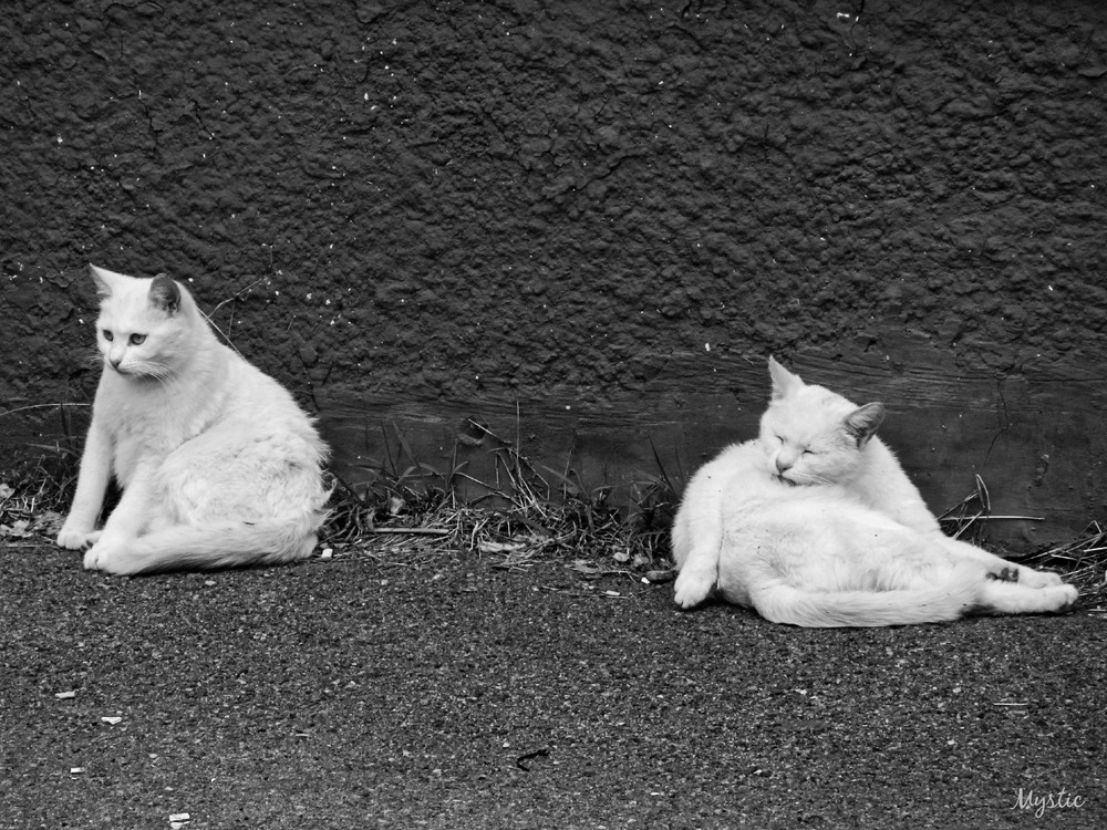 Фотографія Ну, ось поїли, можна і поспати!.. / Yuriy Protsyuk / photographers.ua