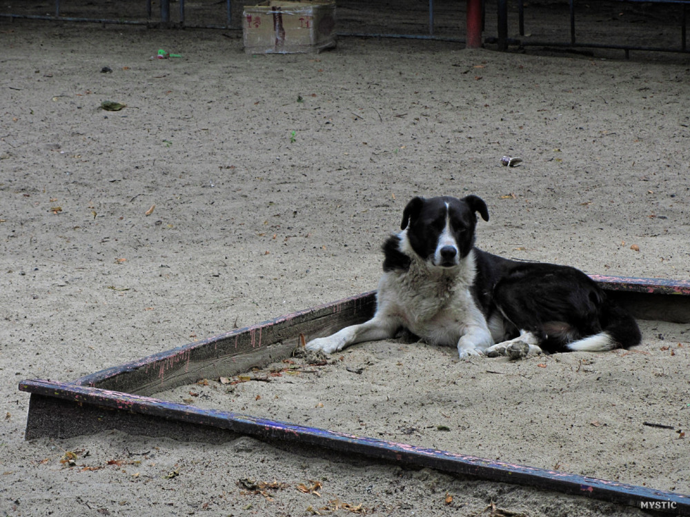 Фотографія Животные / Yuriy Protsyuk / photographers.ua