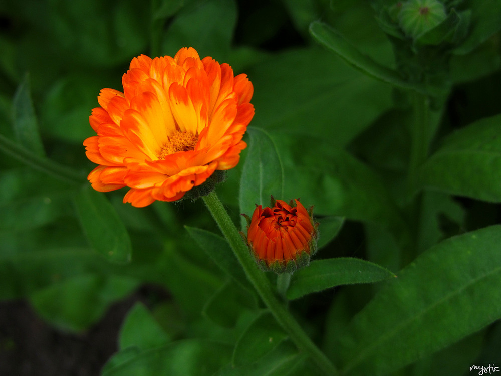 Фотографія Гламур / Yuriy Protsyuk / photographers.ua