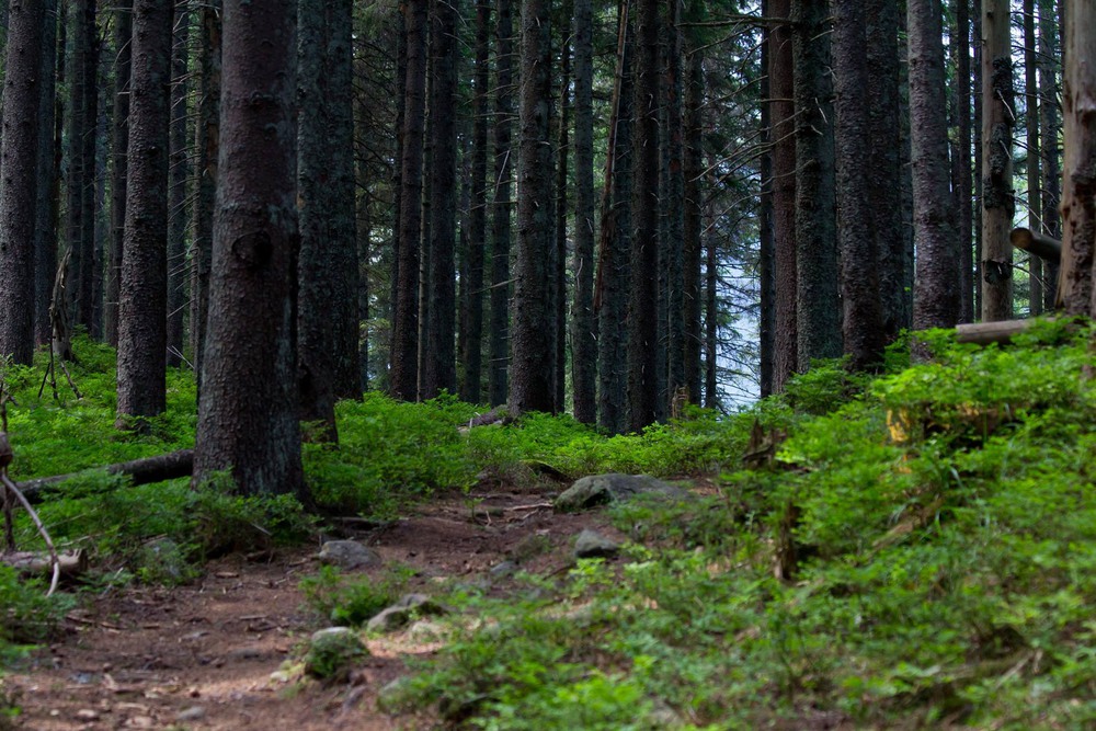 Фотографія Блукаючи лісом / Александр Мельник / photographers.ua