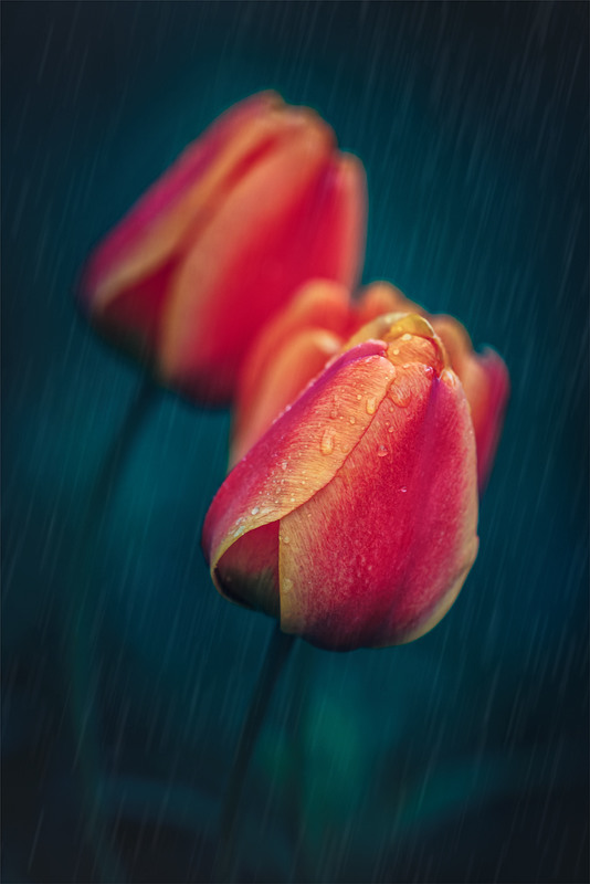Фотографія Квіти весняні – ніжні тюльпани / Анатолий Рудченко / photographers.ua