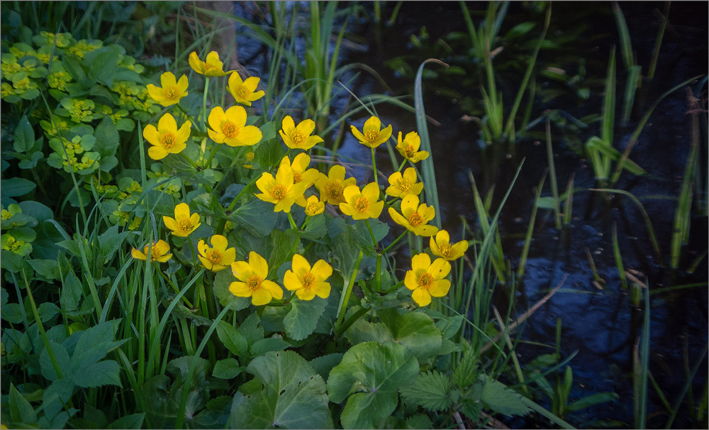 Фотографія Калюжниця болотна-теж весняна квітка / Анатолий Рудченко / photographers.ua