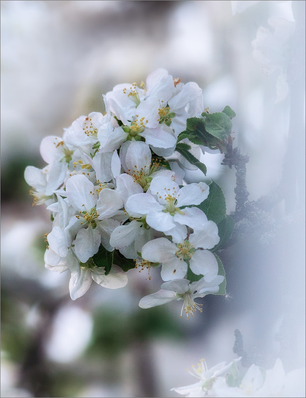 Фотографія Цвіт рідний біло-рожевий / Анатолий Рудченко / photographers.ua