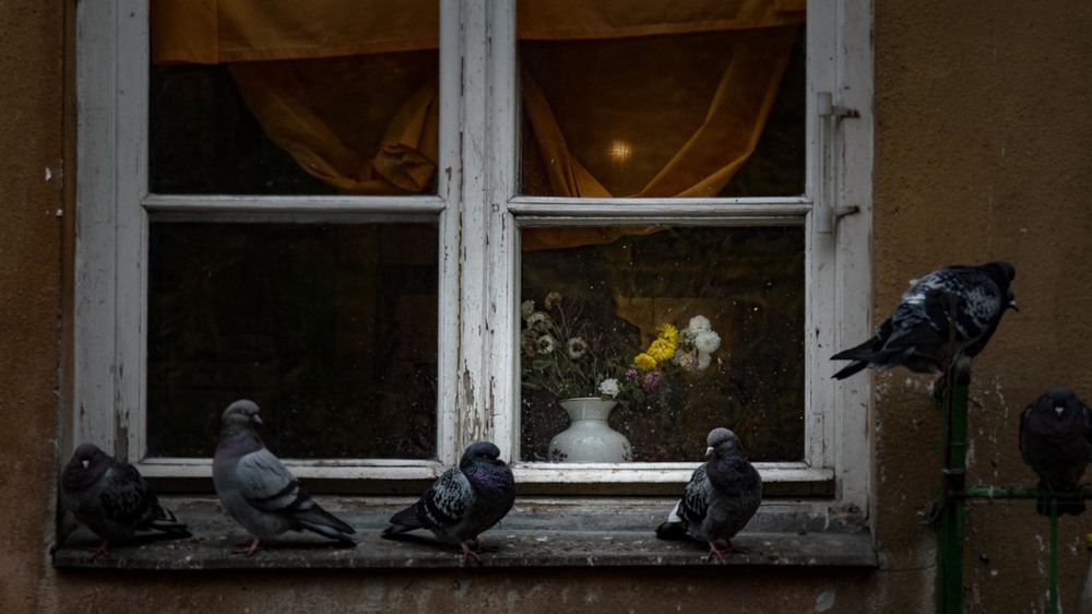 Фотографія Крізь вікно... / Євген Заруцький / photographers.ua