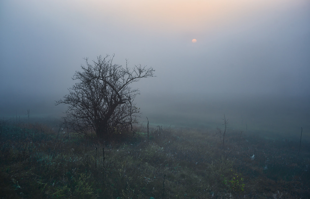 Фотографія Ёжик. Солнце. Туман... / Ігор / photographers.ua