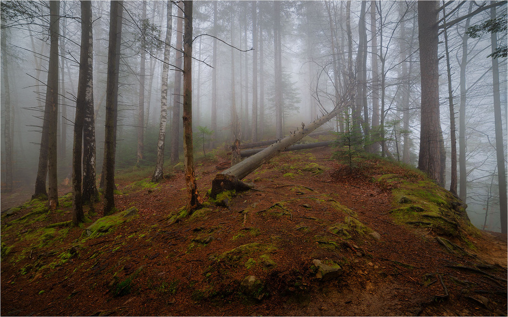 Фотографія В ранковій тиші / Ігор Харківський / photographers.ua