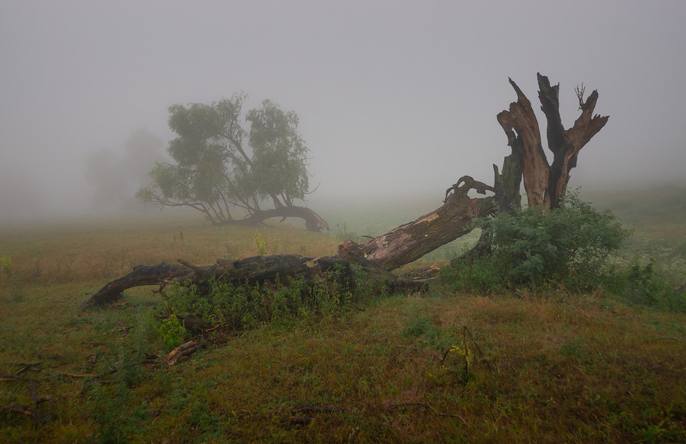 Фотографія Чіпляючись за життя... / Ігор Харківський / photographers.ua