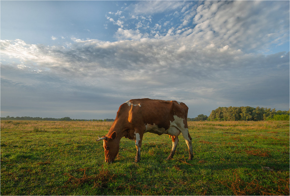 Фотографія Вранці на лузі... / Ігор Харківський / photographers.ua