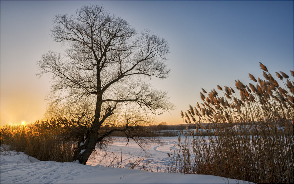 Фотографія Ховалось сонце в очереті / Ігор / photographers.ua