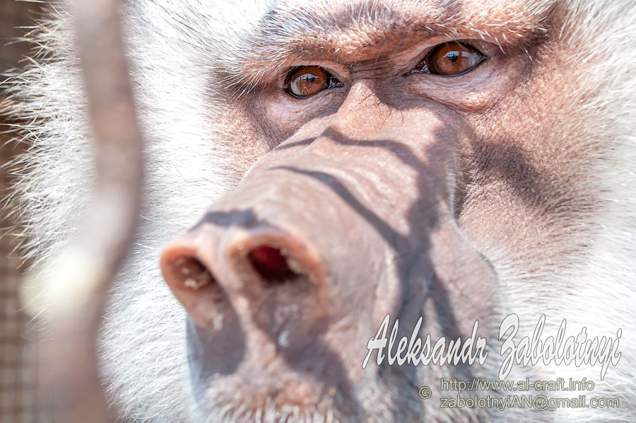 Фотографія Фотография животных. Грустные глаза обезьяны / Александр Заболотный / photographers.ua
