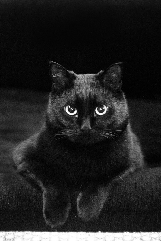 Фотографія черный кот / Alexey Alexey / photographers.ua