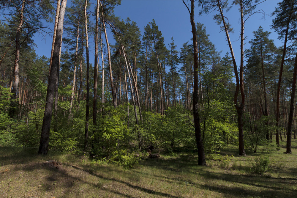 Фотографія лес / Alexey Alexey / photographers.ua