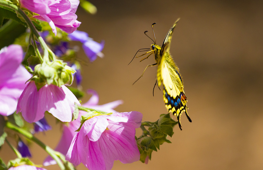 Фотографія Papilio Machaon (Махаон) / Antonio Gonsalez / photographers.ua