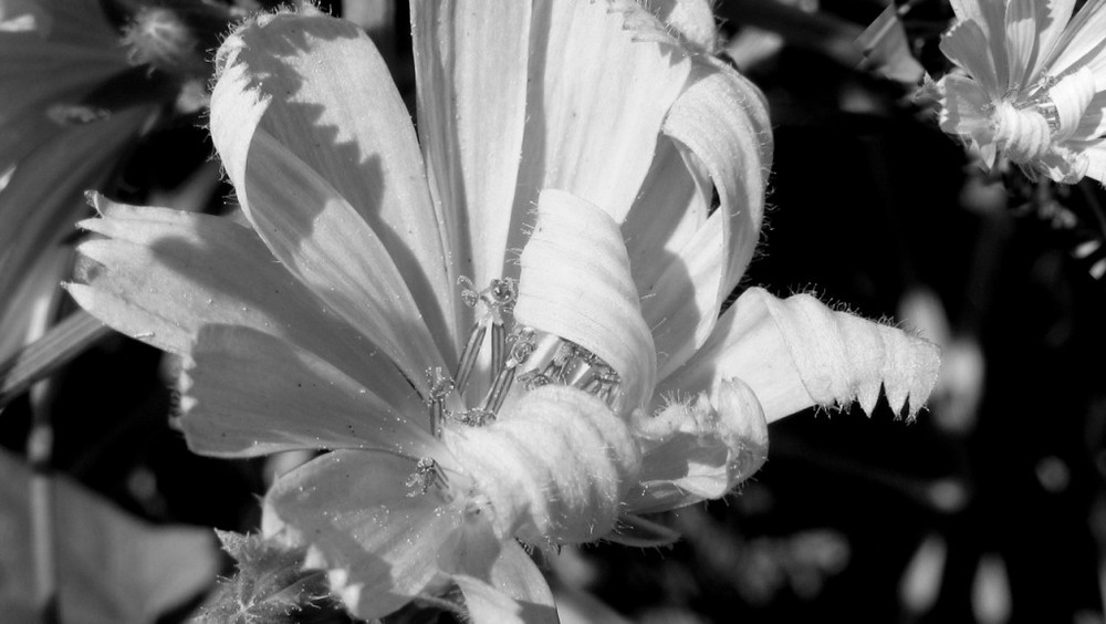 Фотографія Раскрывающийся цветок цикория. / Ann / photographers.ua