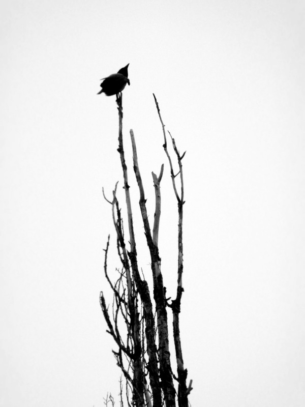 Фотографія Чёрная птица на голой ветке... / Ann / photographers.ua