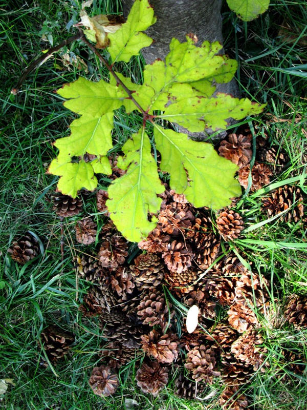 Фотографія Шишки сосновые - листья дубовые. / Ann / photographers.ua