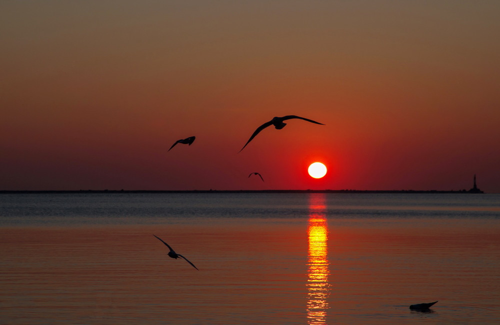 Фотографія Кружили чайки на закате / Нилла Шарафан / photographers.ua