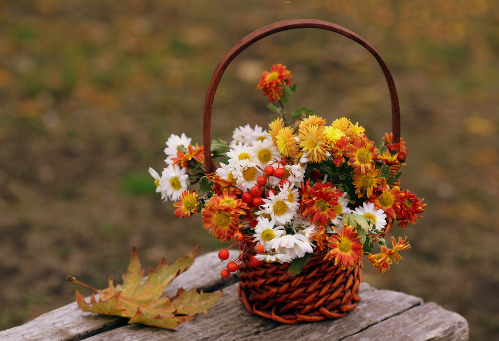 Фотографія Последние цветы осени / Нилла Шарафан / photographers.ua
