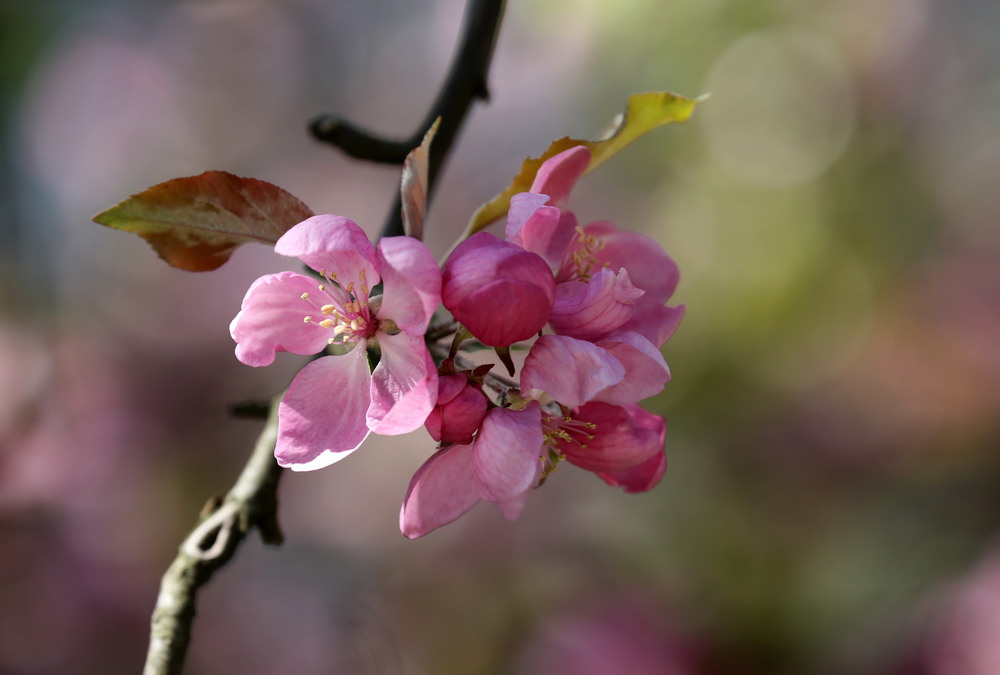 Фотографія Цвет райской яблони / Нилла Шарафан / photographers.ua