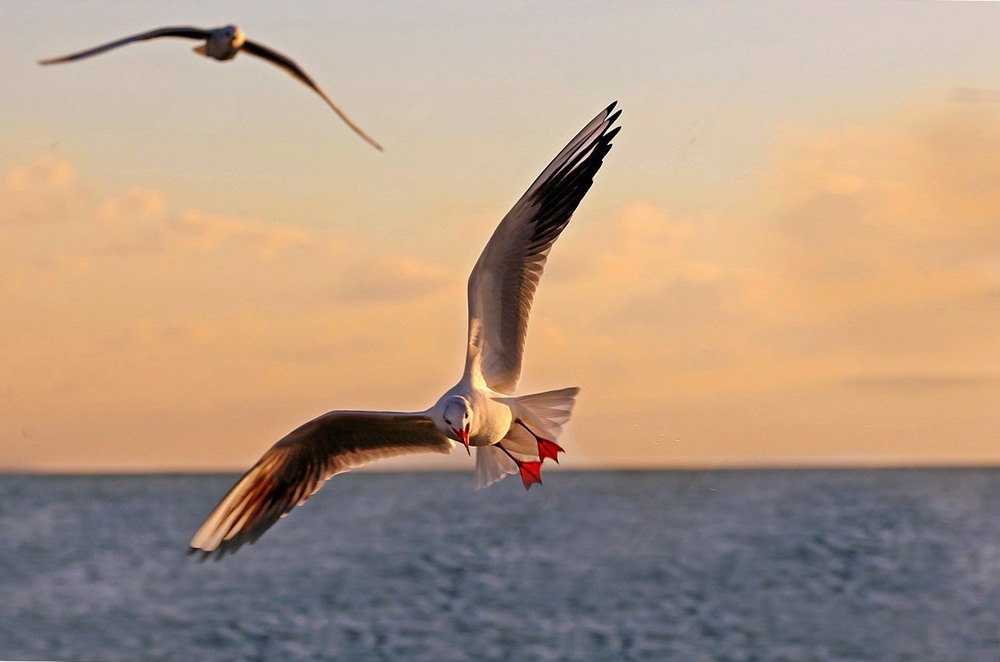Фотографія Парила чайка на закате / Нилла Шарафан / photographers.ua
