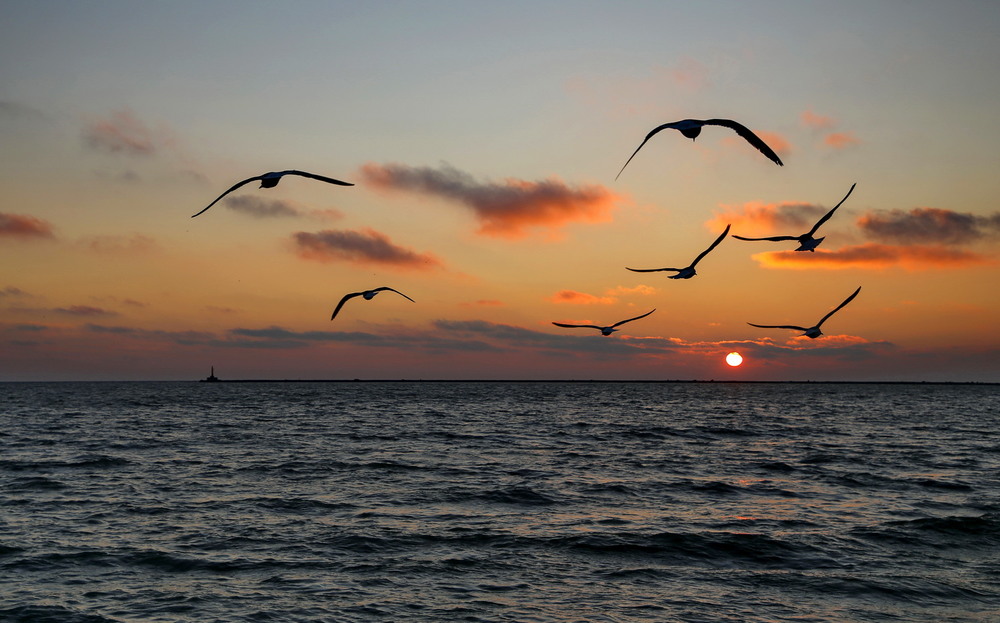 Фотографія И снова чайки на закате солнца / Нилла Шарафан / photographers.ua